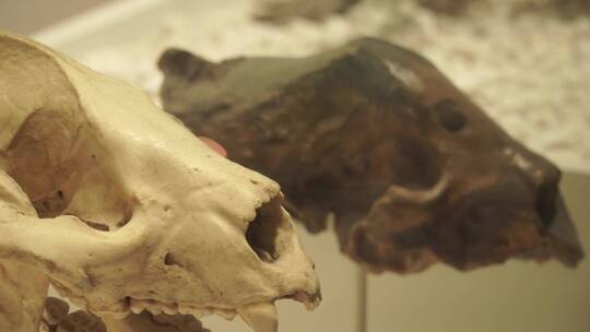 生物动物化石骨骼骨架头骨进化论