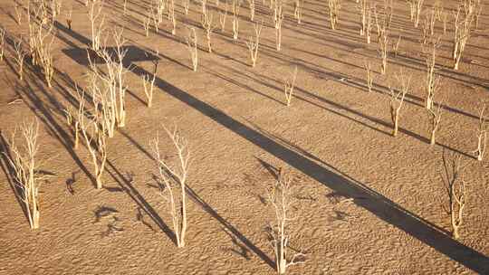 沙漠上一个巨大十字架的阴影，周围散落着干枯的树木、树枝和树叶，3D ani