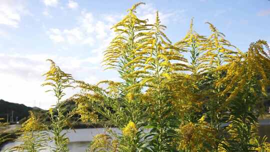 生物入侵加拿大一枝黄花泛滥