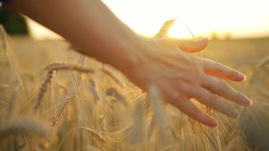 在阳光下用手拂过成熟的麦穗