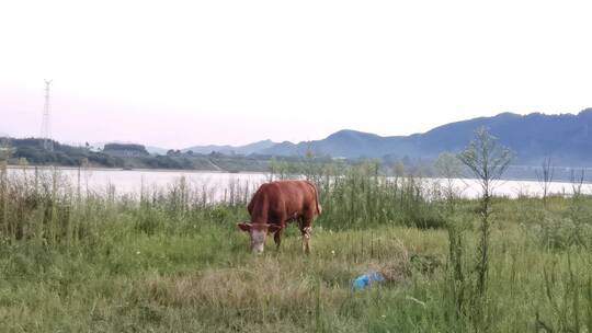 江边进食的奶牛