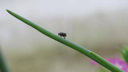 苍蝇在植物上