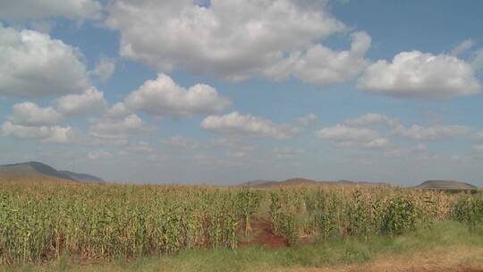 玉米生长在农田里的延时拍摄视频素材模板下载