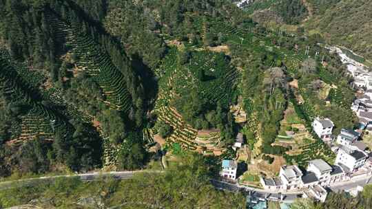 黄山毛峰核心产区明前茶