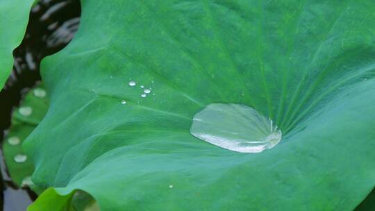 下雨荷叶上的水珠露珠露水