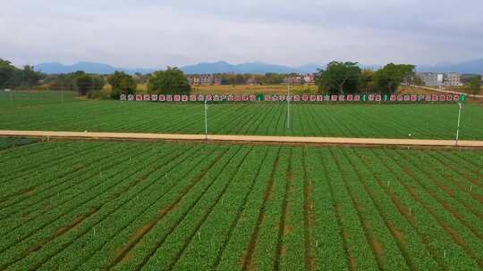 肇庆市怀集县冷坑集散蔬菜基地