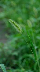 生机勃勃的狗尾巴草