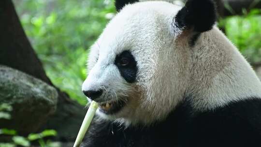 动物大熊猫