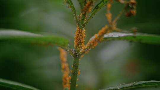 植物根茎开花了春风春分盛开2668