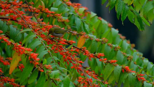 绣眼鸟 小鸟停在树枝上 采花 吃花蜜