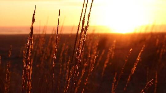 夕阳照耀枯草的特写镜头