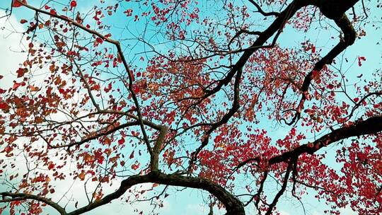 秋季的红色大树