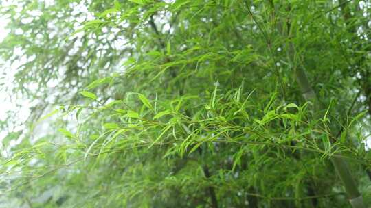 竹林竹叶禅意下雨天唯美空镜