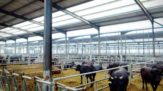 养牛基地牛肉加工厂生产线视频素材