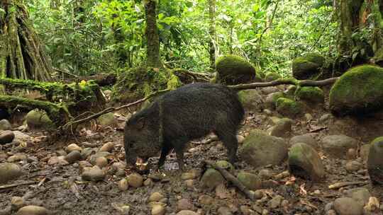 热带雨林中的野猪
