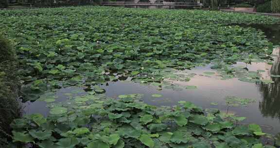 夏天苏州石湖公园景观