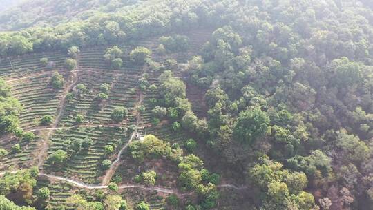 泉州清源山茶山航拍安溪铁观音茶园视频素材模板下载