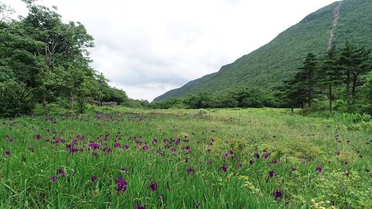 小花 喇叭花 野外风景 林间花草 花花草草