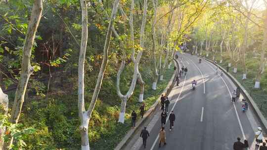 南京秋天 梧桐大道 陵园路