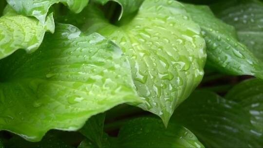 大株绿色植物在雨中落叶