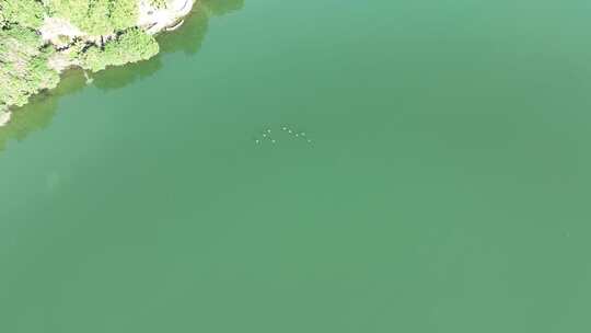 俯拍河面飞鸟河流绿色河水自然生态环境风景