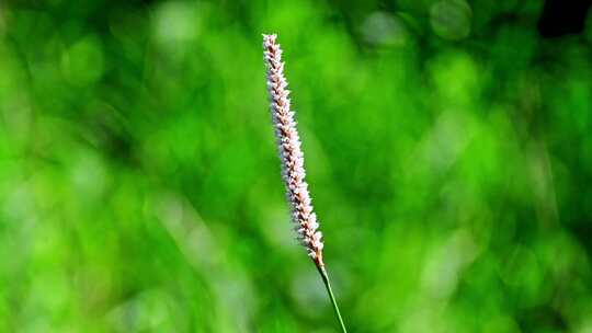 山间阳光下盛开的野花