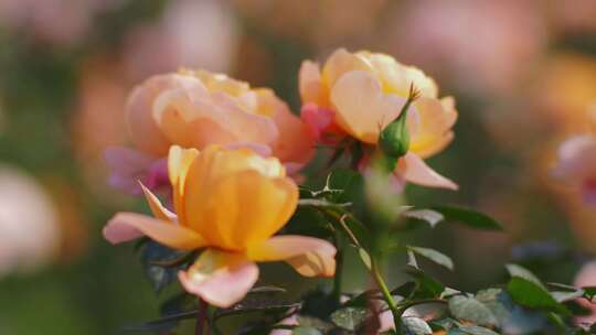 漂亮花朵月季花