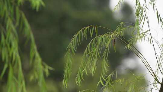 雨后挂着雨滴的柳树随风轻轻摇动