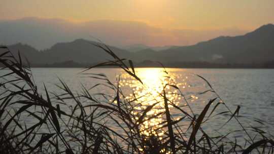 湖面夕阳下的芦苇与远山