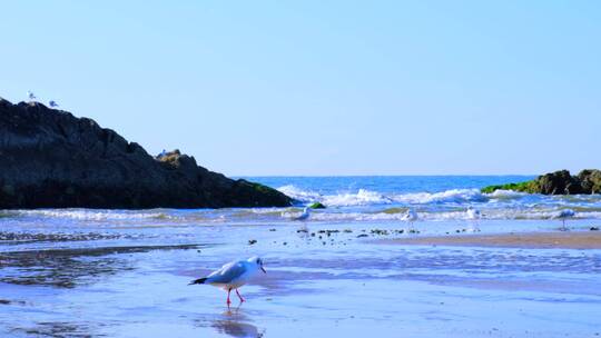 河北秦皇岛滨海公园一群海鸥升格镜头