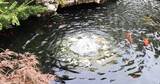 杭州径山寺许愿池锦鲤游泳慢镜头高清在线视频素材下载