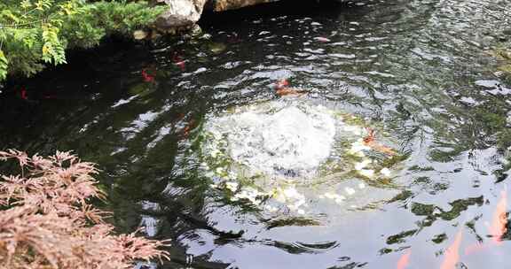 杭州径山寺许愿池锦鲤游泳慢镜头