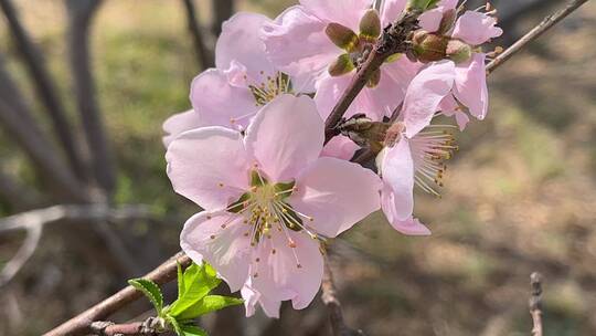 春天盛开的花朵微距镜头