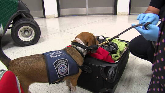 警犬检查行李箱视频素材模板下载