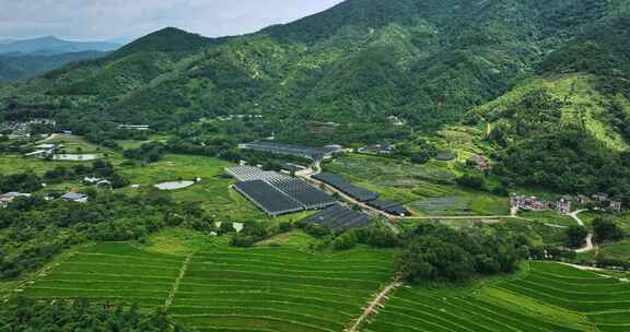 【正版素材】云浮市南药种植基地