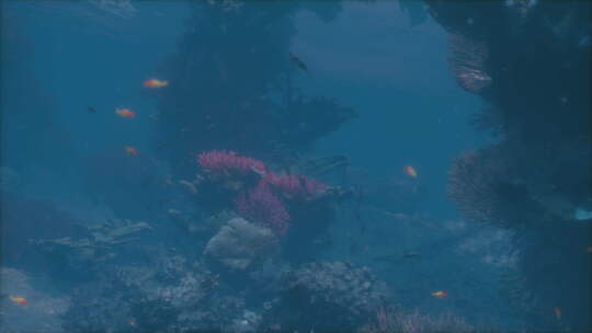 一群鱼在珊瑚礁周围游泳