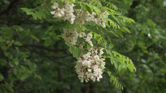 春天槐花盛开