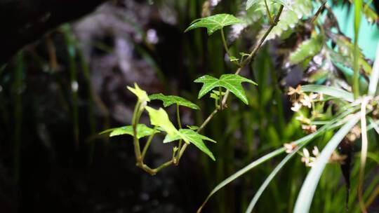 藤蔓爬山虎热带植物叶片叶子叶脉