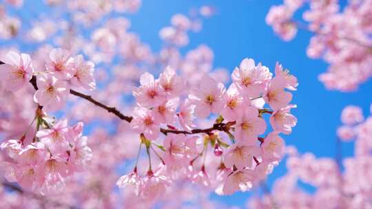 樱花桃花花朵蜜蜂采蜜花开开花延时ai素材