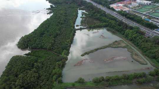 4K航拍深圳福田红树林湿地保护区