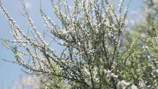 新西兰Manuka麦卢卡花丛 蜜蜂在花上采蜜