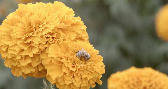 蜜蜂在万亩花海采摘万寿菊