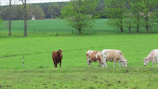 德国柏林 乡村 绿草场 一群花牛吃草 组镜