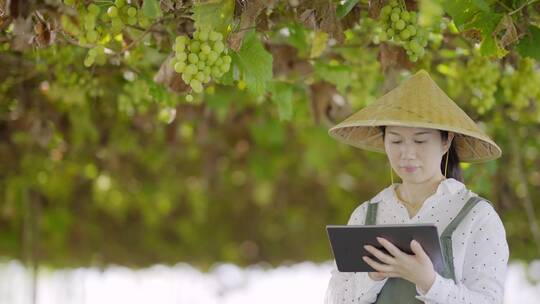 年轻女性农场主使用平板电脑管理葡萄果园视频素材模板下载