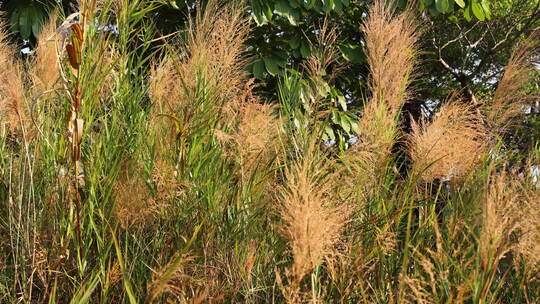 芦苇 狗尾巴草 芦花 阳光 空镜 实拍