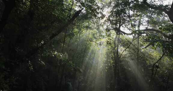 森林逆光光影清晨光线 时间流逝 生态宣传