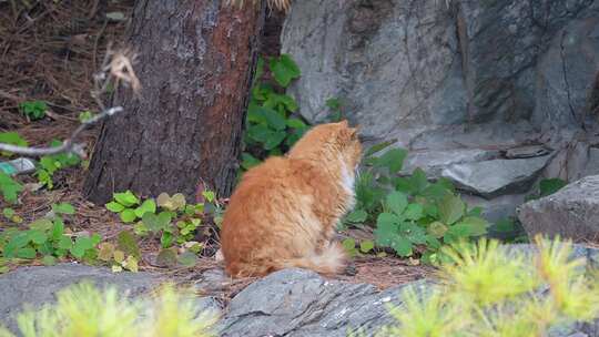 草丛公园里的流浪猫野猫流浪动物