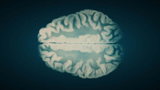 大脑包