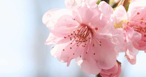 唯美粉色梅花特写