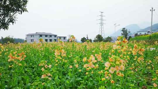 油菜花春天油菜花海油菜花田菜花花海